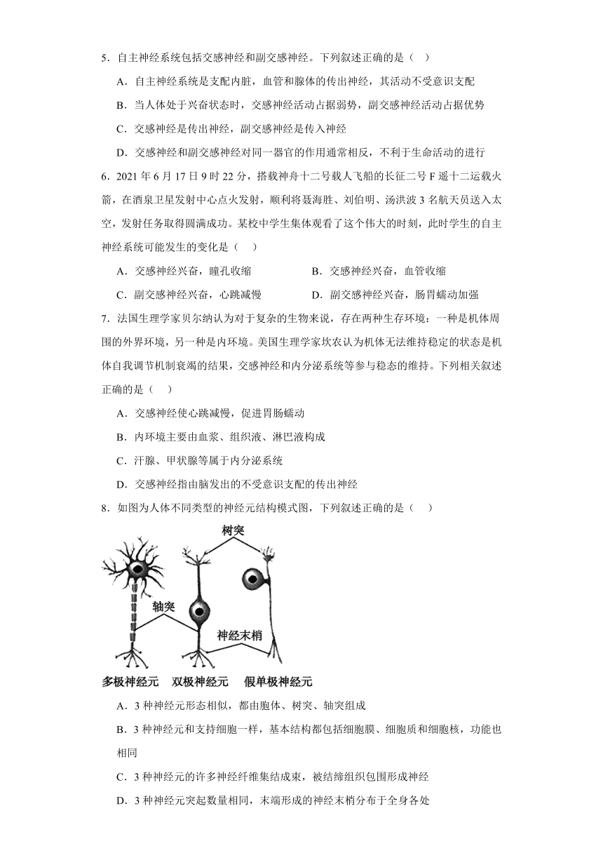 2.1神经系统是神经调节的结构基础同步课时训练2高二上学期生物浙科版（2019）选择性必修一（含答案）