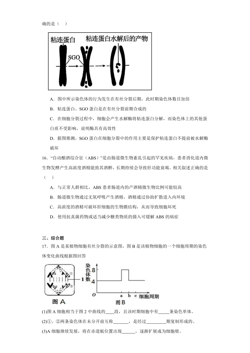 第四章 细胞增殖、分化、衰老和死亡 测试题（有答案）—2023-2024学年高中生物学苏教版（2019）必修1