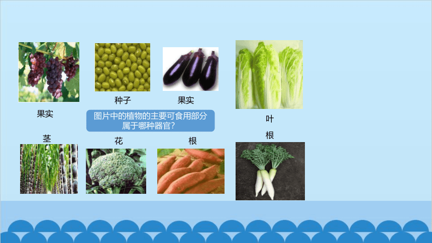 2.2.3植物体的结构层次课件(共25张PPT)人教版生物七年级上册