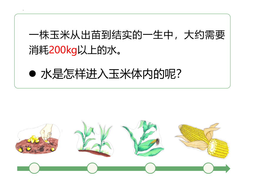 3.3 绿色植物与生物圈的水循环-2023-2024学年七年级生物上册同步教学精品课件（人教版）(共32张PPT)