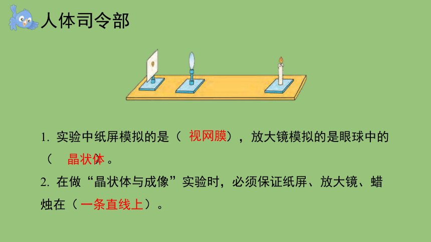 科学大象版（2017秋）五年级上册2.3 人体司令部 课件（共18张PPT+视频）