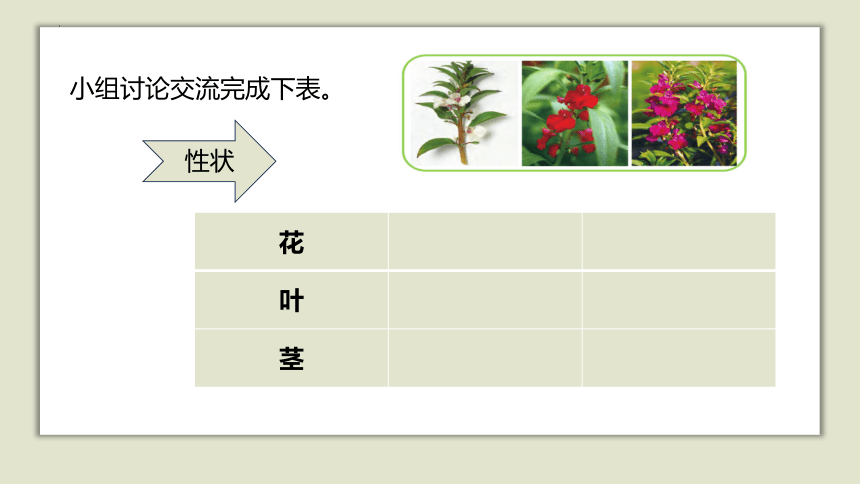 人教版五年级上册科学6.植物的后代与亲代（课件）(共27张PPT)