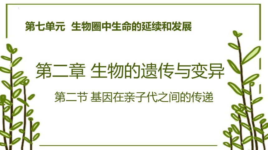 7.2.2 基因在亲子代间的传递-2023-2024学年八年级生物下册同步教学课件（人教版）(共21张PPT)