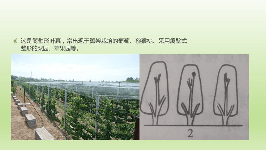 1.3.4叶幕与叶面积指数 课件(共21张PPT）-《果树生产技术》同步教学（中国农业出版社）