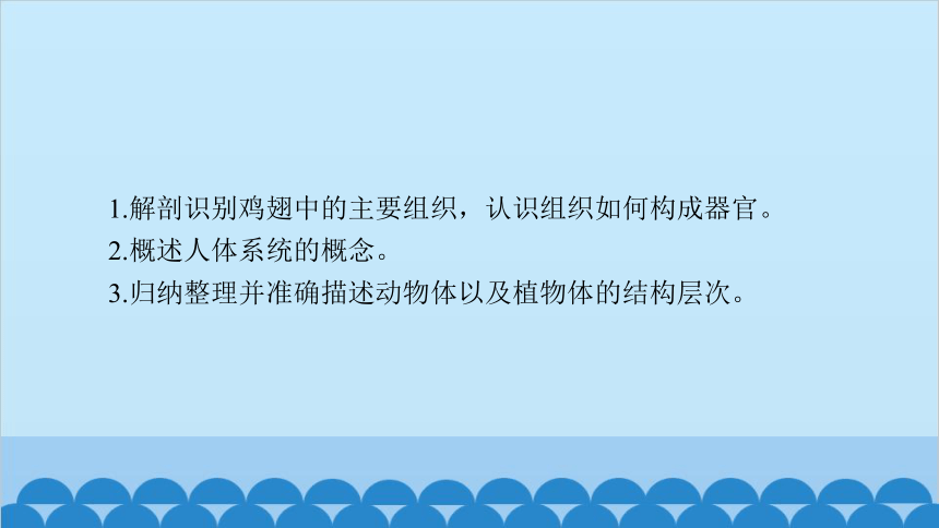 2.4.2 生物体的器官、系统课件（共27张PPT）北师大版生物七年级上册