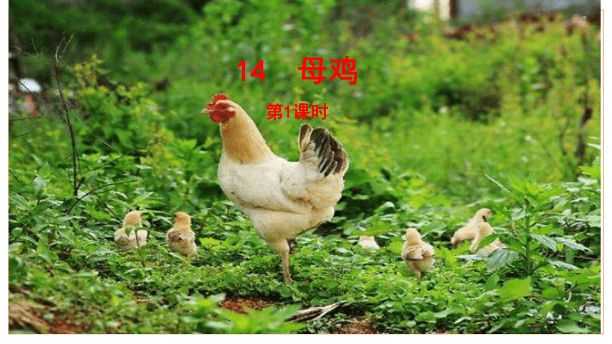 14《母鸡》第1课时 课件(共26张PPT)