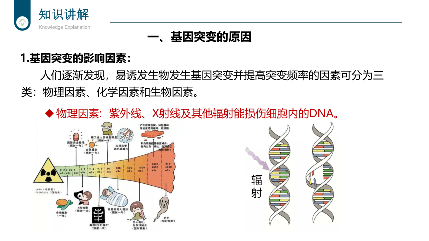 5.1基因突变的原因及意义、基因重组课时2课件(共23张PPT1份视频)-人教版（2019）必修2