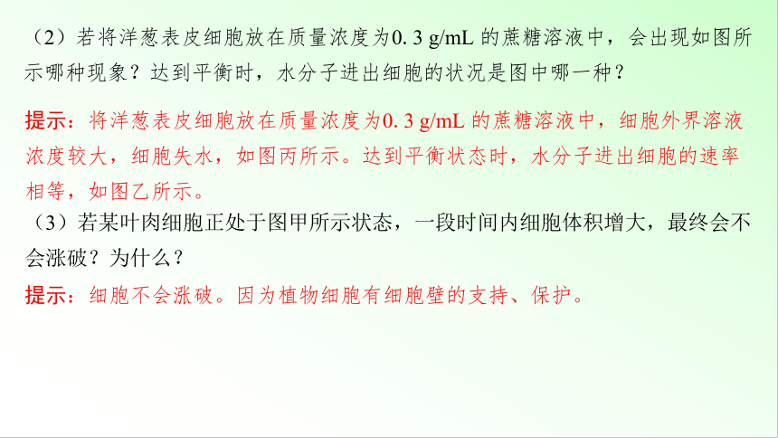 新教材生物一轮复习课件：第2单元 细胞的基本结构和物质的运输 第4讲　水进出细胞的原理(共71张PPT)