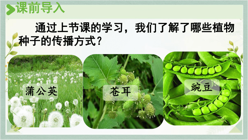 3 植物妈妈有办法 课件(共20张PPT)