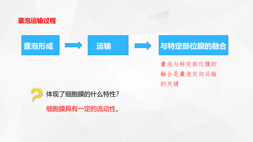 2.5 细胞在结构和功能上是一个统一整体  课件(共21张PPT) 2023-2024学年高一生物 浙教版（2019） 必修一