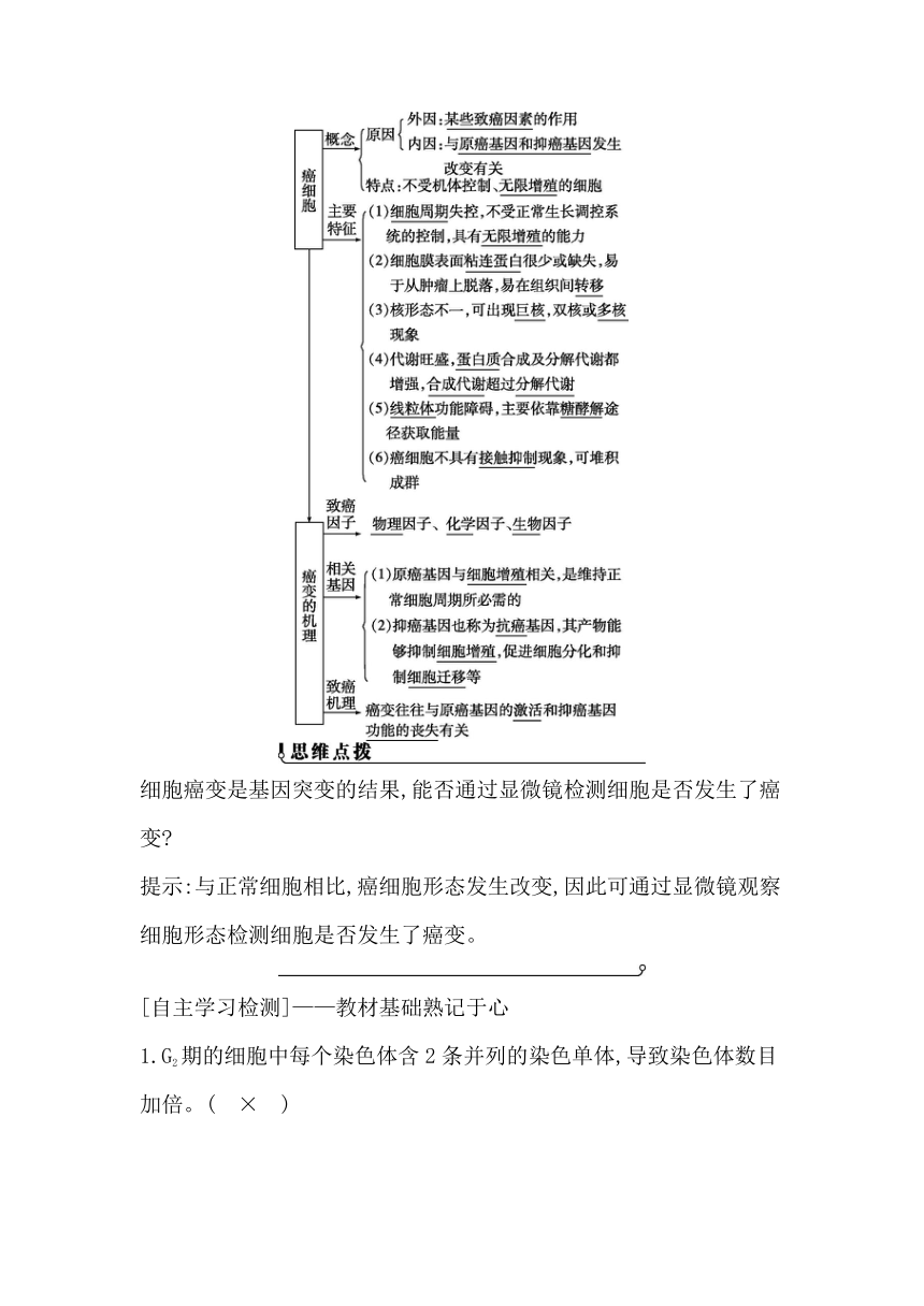浙科版（2019）生物必修一 第四章第一节课时2    细胞分裂过程中相关物质含量的变化及细胞癌变学案（有解析）