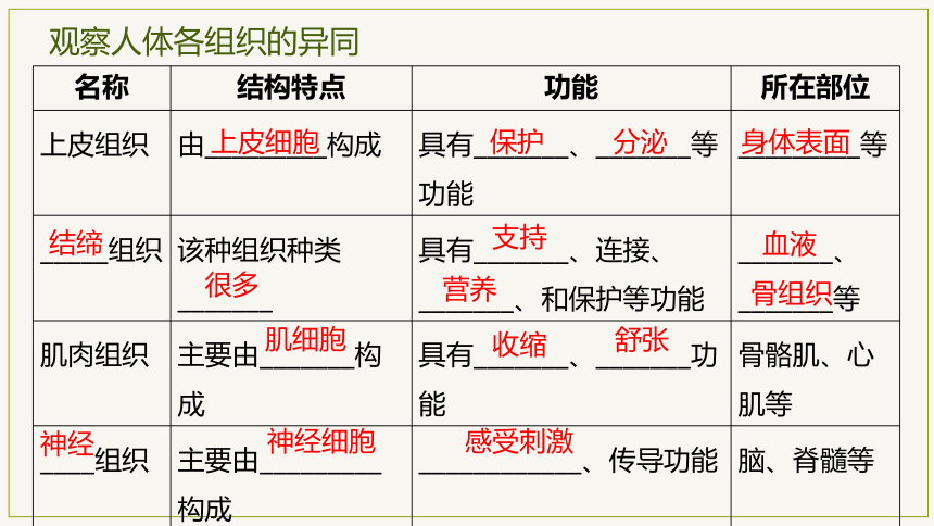 2.2.2 动物体的结构层次-【优学课堂】2023-2024学年七年级生物上学期同步精品课件（人教版）(共23张PPT)+视频素材