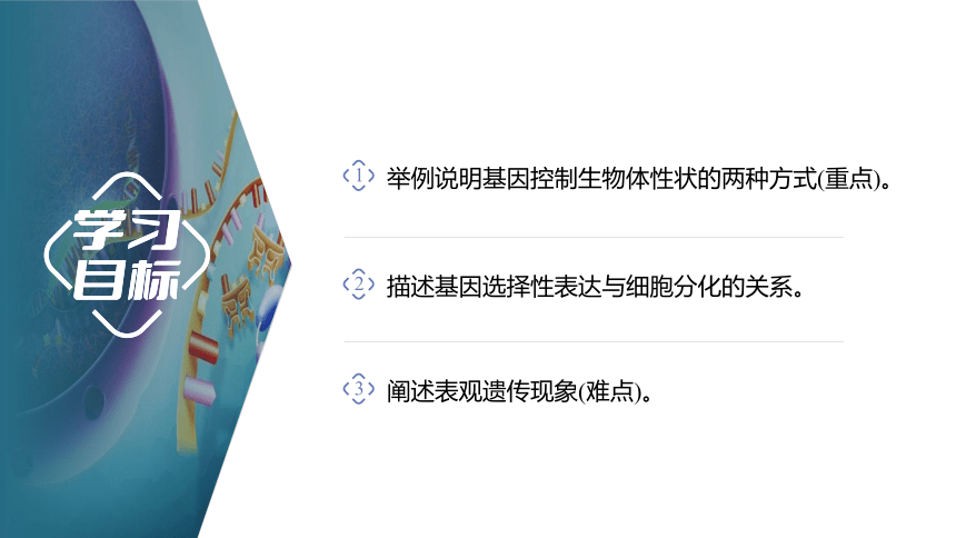 4.2 基因表达与性状的关系-2023-2024学年高一生物人教版必修第二册课件(共56张PPT)