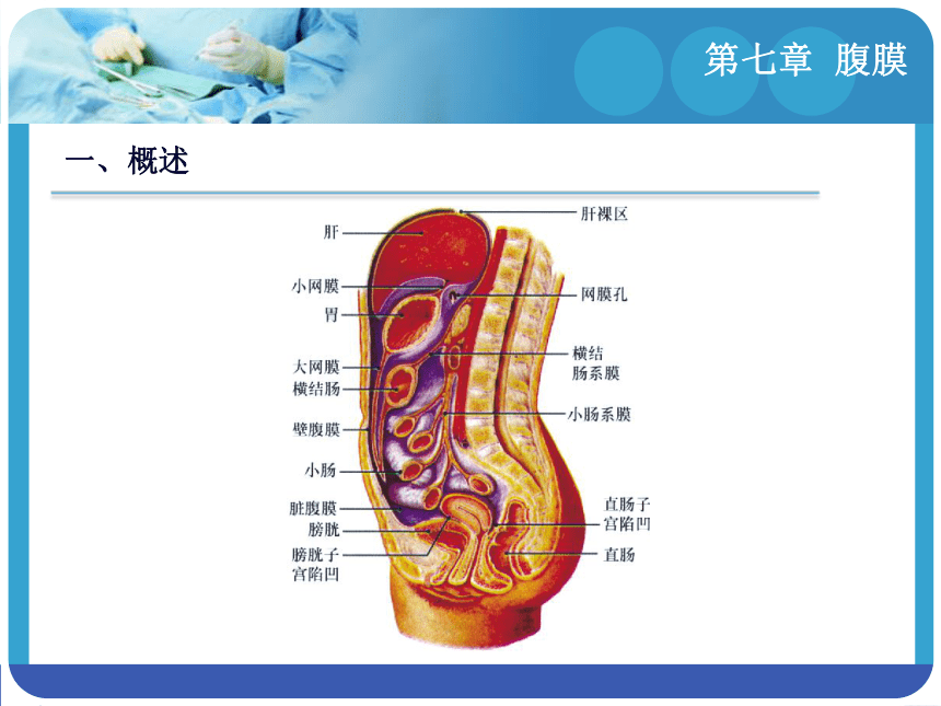 第七章  腹膜 课件(共24张PPT)-《解剖学基础》同步教学（江苏大学出版社）