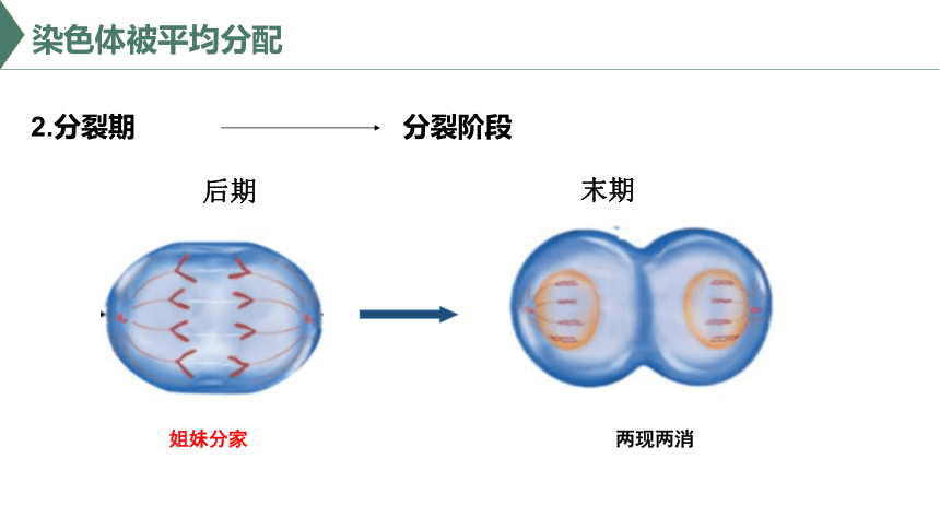 5.1 细胞通过分裂实现增殖（课件）(共30张PPT)高一生物（沪科版2020必修1）