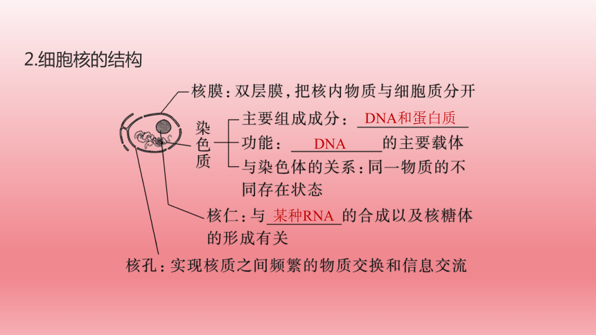 2024届高考生物学一轮复习专题课件细胞核的结构和功能(共63张PPT)