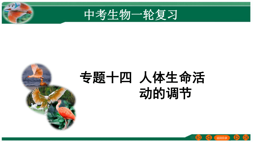 专题14人体生命活动的调节（课件帮）-备战2024年中考生物一轮复习考点帮(共45张PPT)