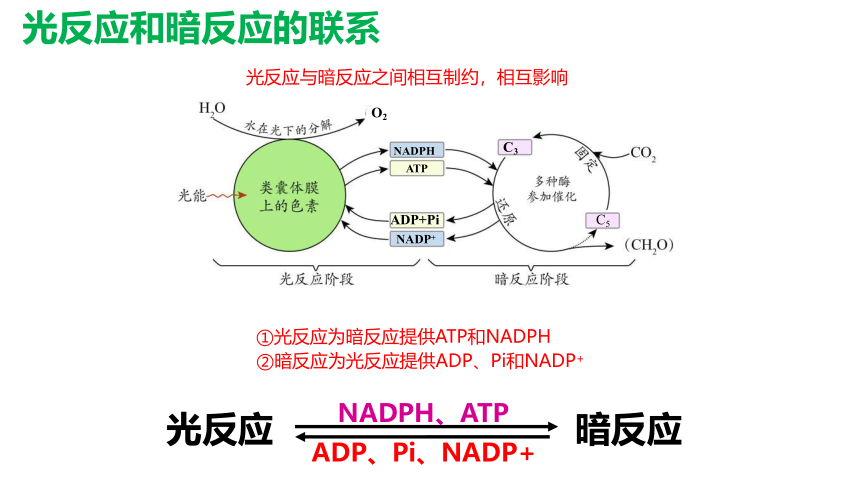 5.4光合作用第3课时 课件(共52张PPT)高中人教版生物必修一