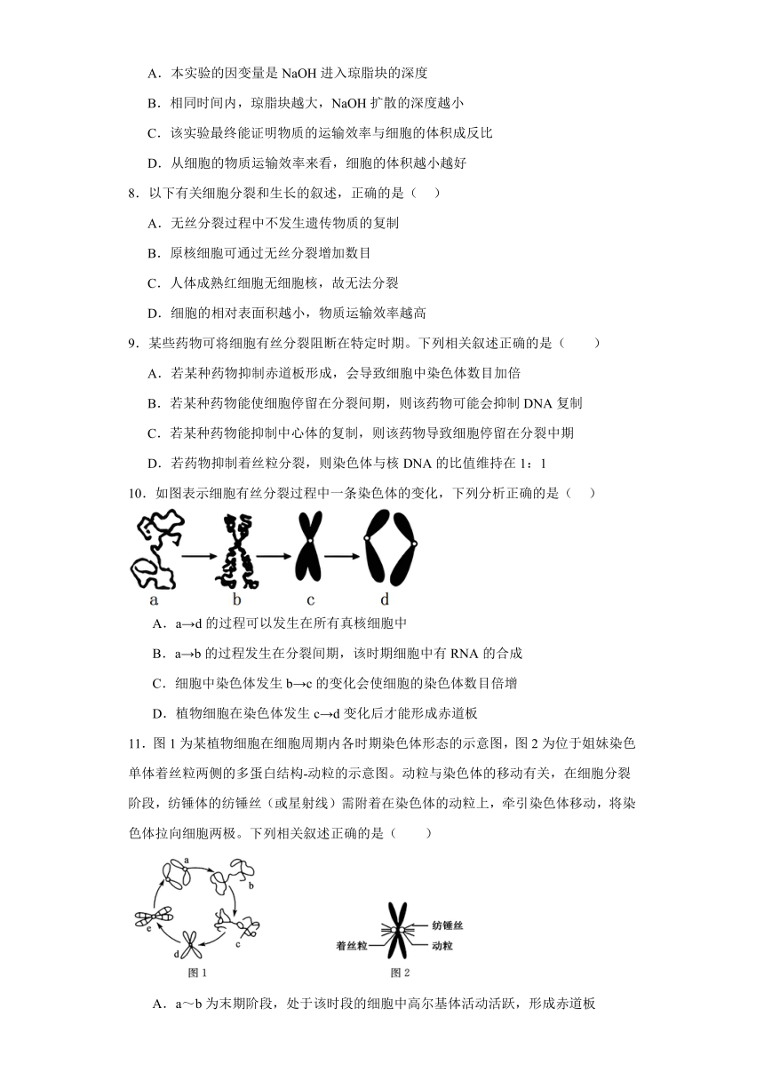 6.1细胞的增殖同步练习2023-2024学年高一上学期生物人教版必修1（含答案）