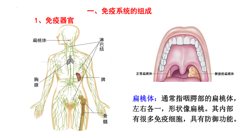 生物人教版（2019）选择性必修1 4.1免疫系统的组成和功能（共35张ppt）