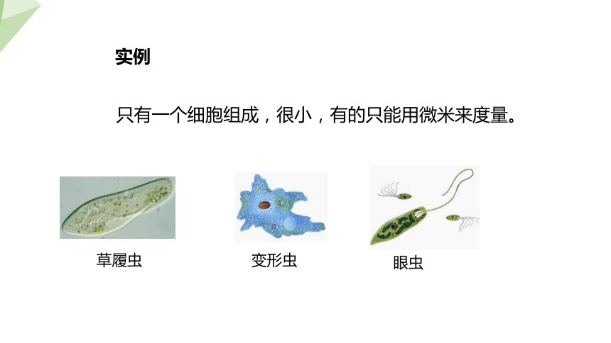 7.22.2 原生生物的主要类群 课件(共18张PPT) 2023-2024学年初中生物北师版八年级下册