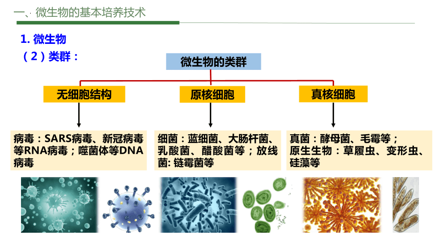 1.2.1微生物的培养技术及应用（第一课时）课件（共69张PPT）-人教版（2019）选择性必修3