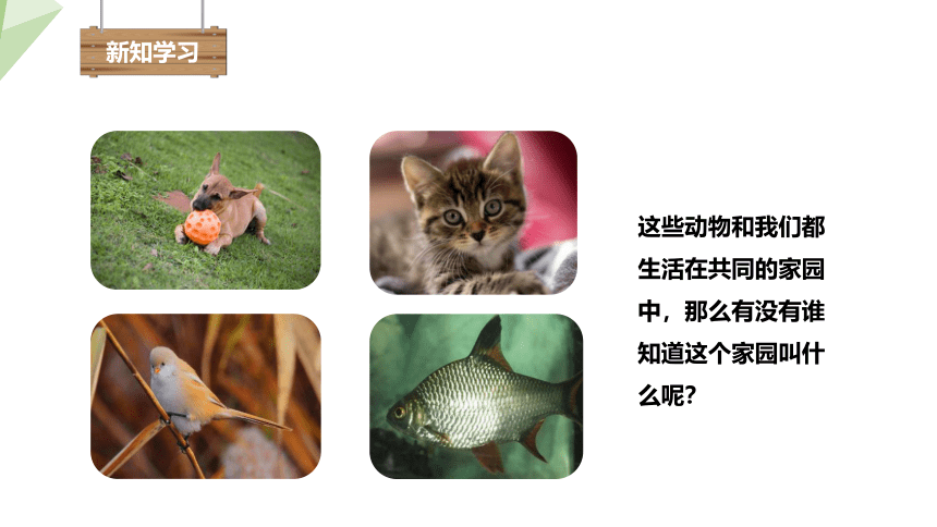 1.1.1 形形色色的生物 课件(共19张PPT) 2023-2024学年初中生物北师版七年级上册