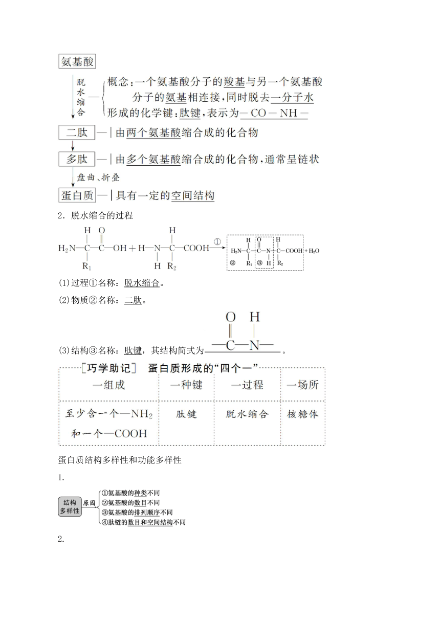 2.4蛋白质是生命活动的主要承担者学案（含答案）