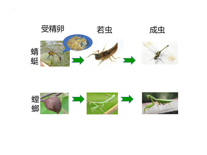 10.2动物的生殖和发育课件(共43张PPT)北京市北京版八年级生物上册