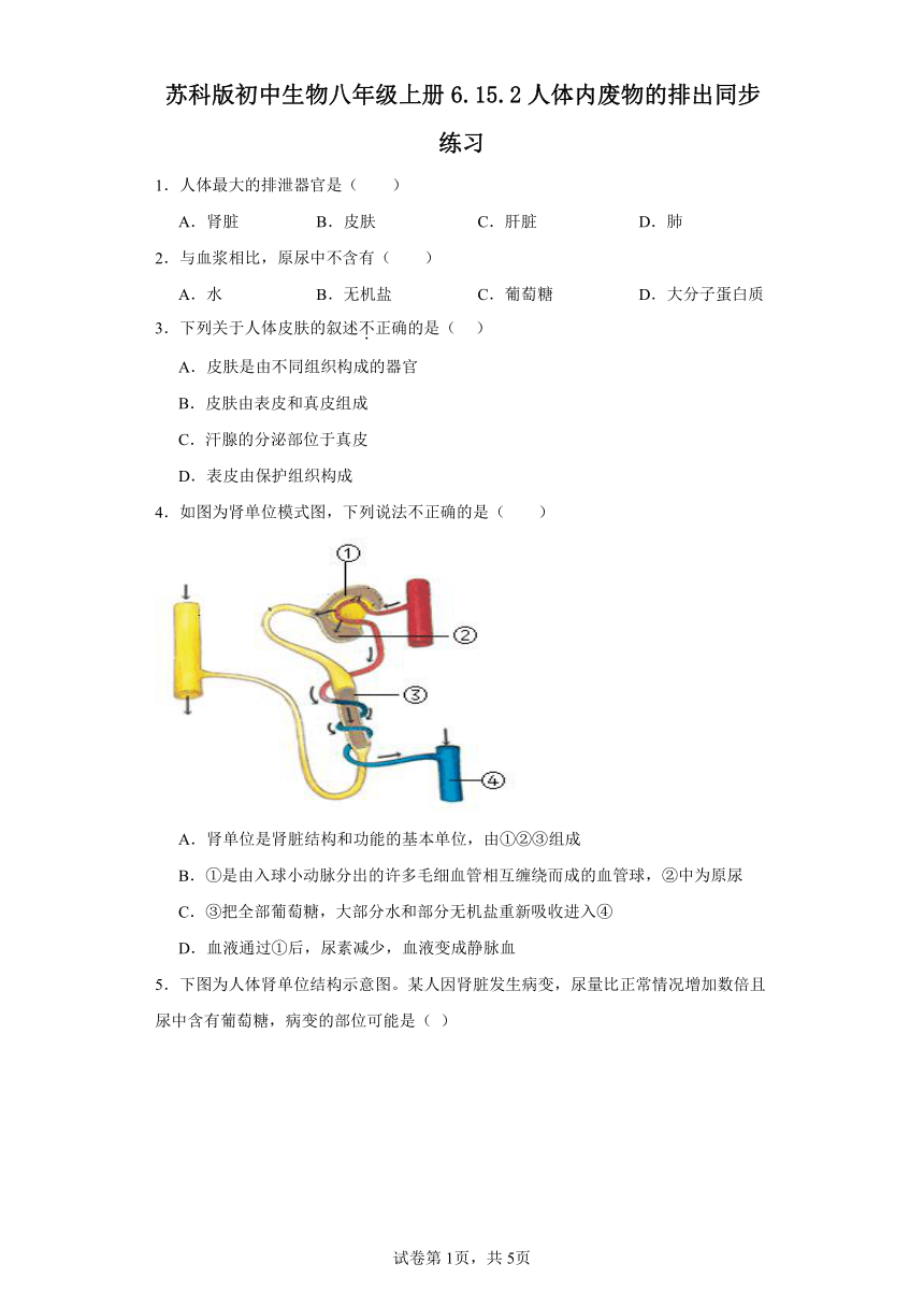 苏科版初中生物八年级上册6.15.2人体内废物的排出同步练习（含答案）