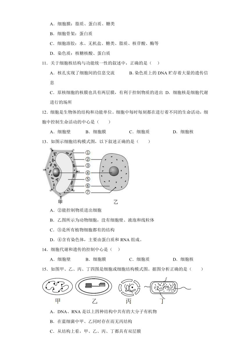 3.3细胞核的结构和功能同步练习2023-2024学年高一上学期生物人教版必修1（含答案）