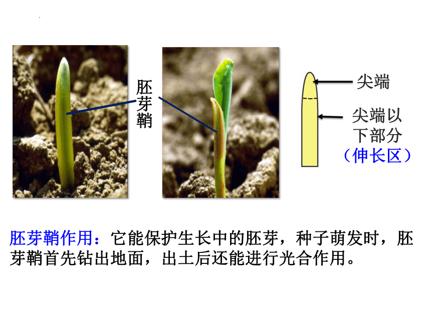 4.1植物生长素课件(共42张PPT) 2023-2024学年高二上学期生物苏教版选择性必修1