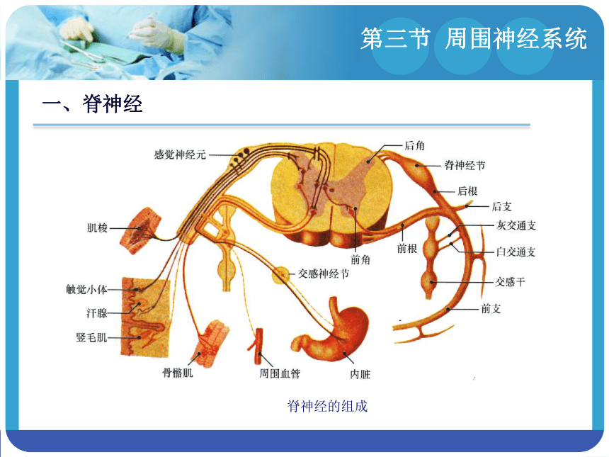 14.3周围神经系统 课件(共94张PPT)-《解剖学基础》同步教学（江苏大学出版社）