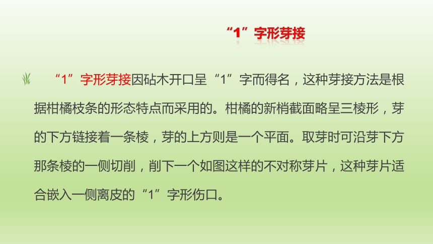 2.4.1柑橘“1”字形芽接 课件(共13张PPT)-《果树生产技术》同步教学（中国农业出版社）