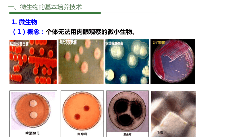 1.2.1微生物的培养技术及应用（第一课时）课件（共69张PPT）-人教版（2019）选择性必修3