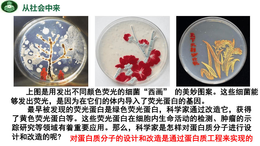 3.4蛋白质工程的原理和应用新教材课件(共24张PPT)-2022-2023学年高二下学期生物人教版（2019）选择性必修3