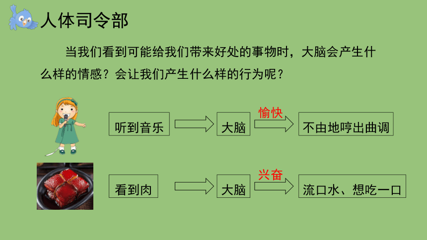 科学大象版（2017秋）五年级上册2.3 人体司令部 课件（共18张PPT+视频）