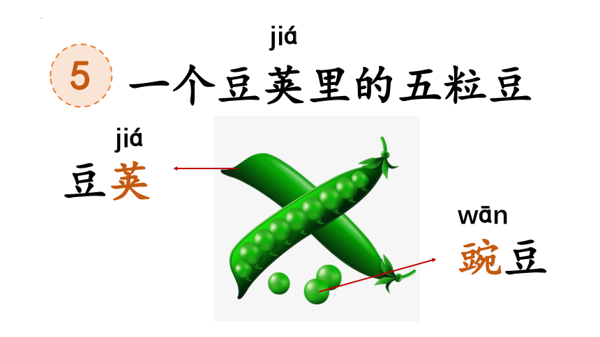 5《一个豆荚里的五粒豆》  课件(共24张PPT)