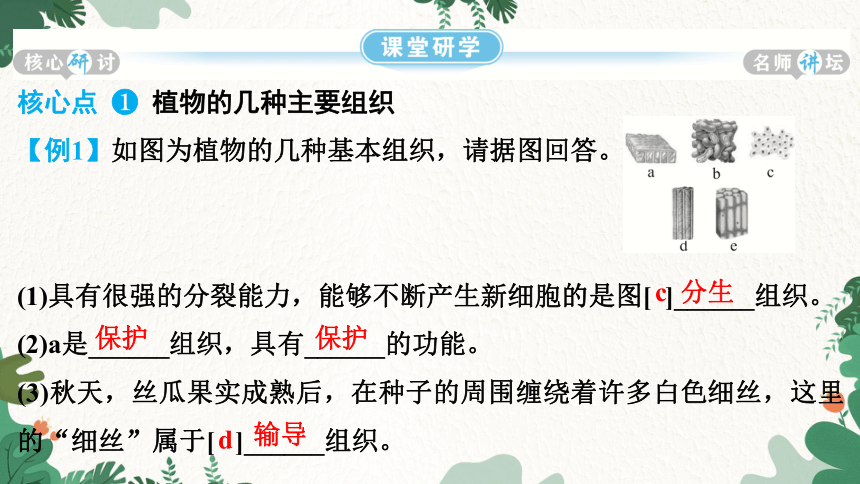 2.2.3 植物体的结构层次课件(共22张PPT)人教版生物七年级上册