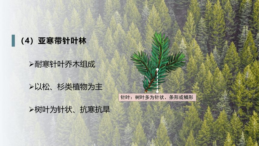 高中地理湘教版必修一（2019） 5.1 主要植被与自然环境 课件（44张）