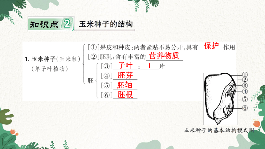 3.1.2 种子植物课件(共27张PPT)人教版生物七年级上册