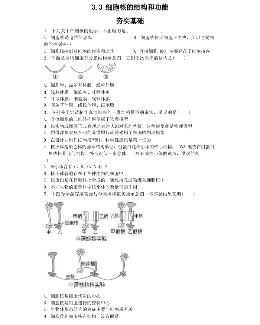 3.3 细胞核的结构和功能综合练习（有解析）-高一生物学（人教版2019必修1）