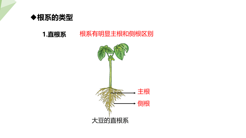 3.6.2 营养器官的生长 课件(共19张PPT) 2023-2024学年初中生物北师版七年级上册