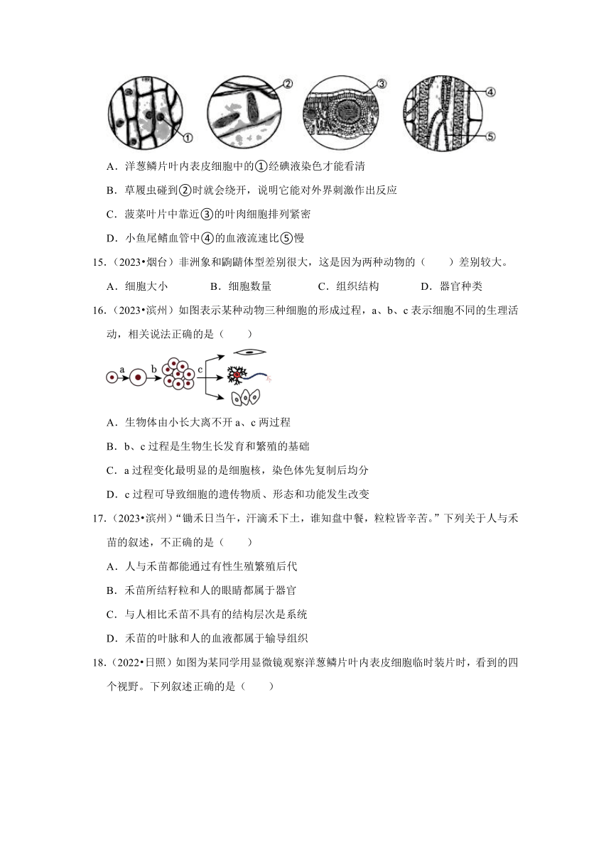 专题1生命体的结构层次——2022-2023年山东省中考生物试题分类（含解析）