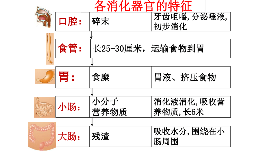 苏教版（2017秋） 三年级上册5.18《食物的旅行》课件（11张PPT)