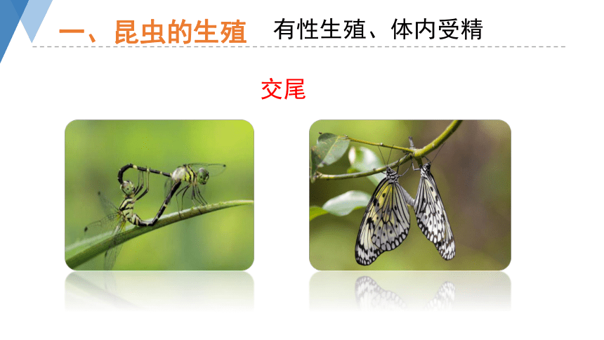 4.2.1 昆虫的生殖和发育 课件(共32张PPT)2023-2024学年济南版八年级生物上册