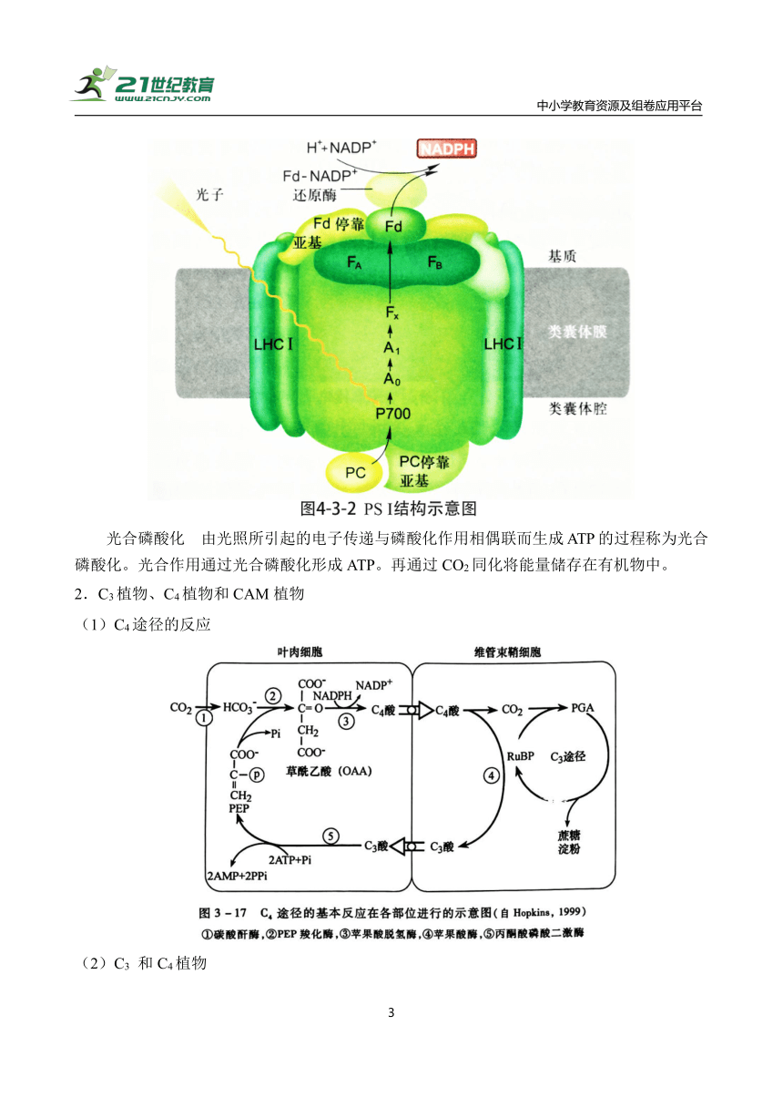 【备考2024】高中生物一轮复习学案 第4讲 细胞的能量代谢（3）——光合作用（含解析）
