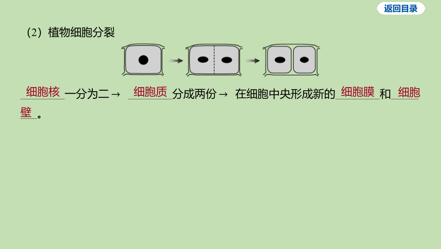 2.3.1细胞的分裂习题课件(共17张PPT)2023-2024学年六年级生物鲁科版（五四学制）