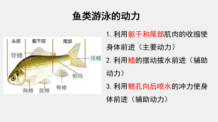 5.15.1 动物运动的方式 课件(共32张PPT)北师大版八年级上册