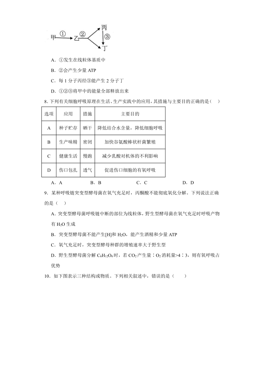 5.3 细胞呼吸的原理和应用 练习（Word含解析） 2023-2024学年高中生物学人教版（2019）必修1